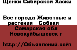 Щенки Сибирской Хаски - Все города Животные и растения » Собаки   . Самарская обл.,Новокуйбышевск г.